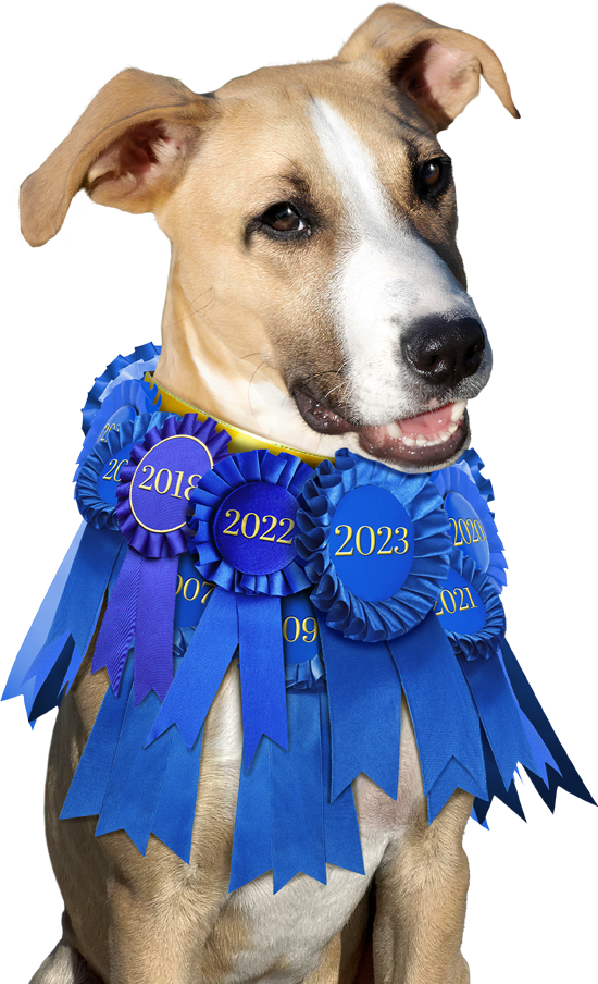 Dog wearing Blue Ribbon collar